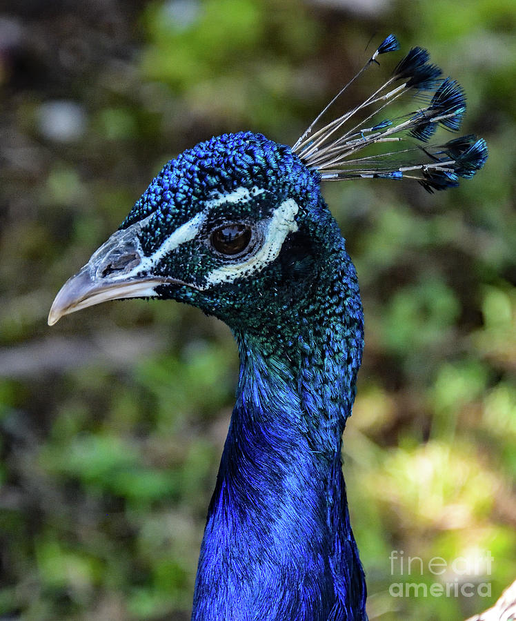 Blue Peacock Portrait Photograph by Cindy Treger