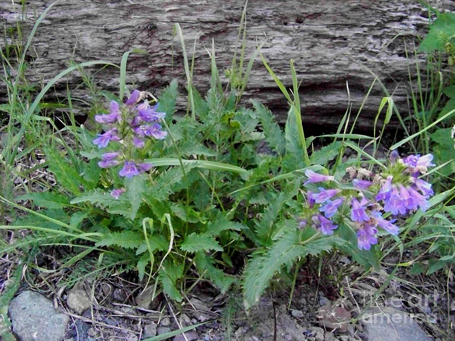 Blue Penstemon and Log Photograph by Charles Robinson