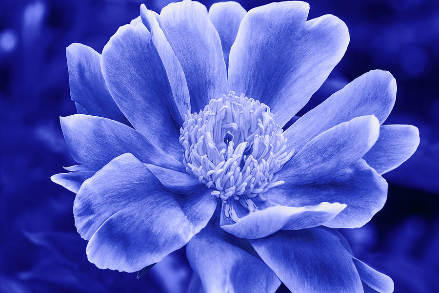 Blue Peony I Digital Art by Marianne Campolongo