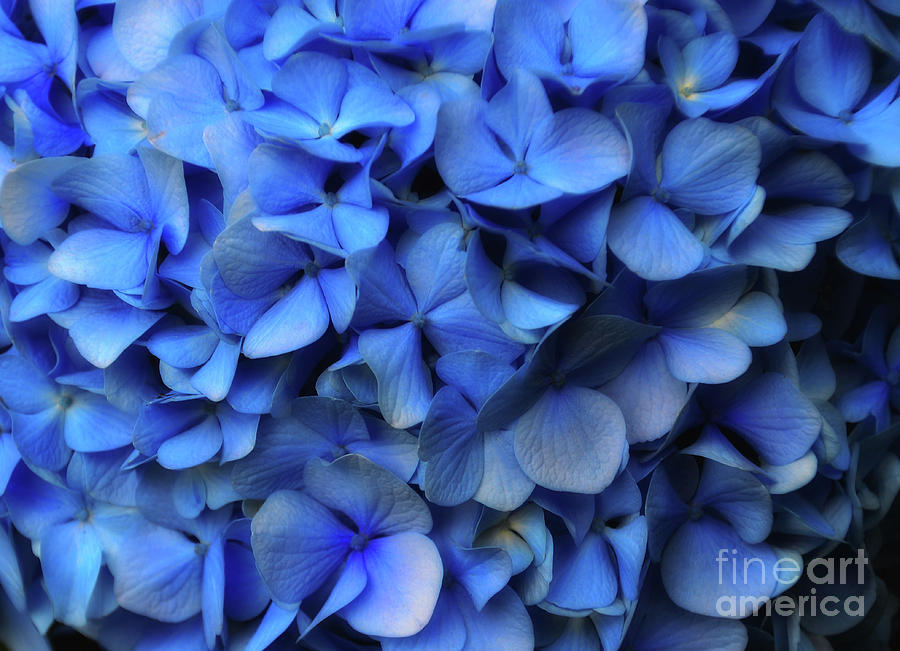 Nature Photograph - Blue Petals by Lauren Leigh Hunter Fine Art Photography