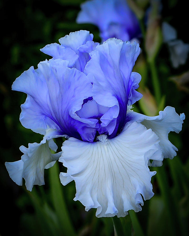 Blue Petals Photograph
