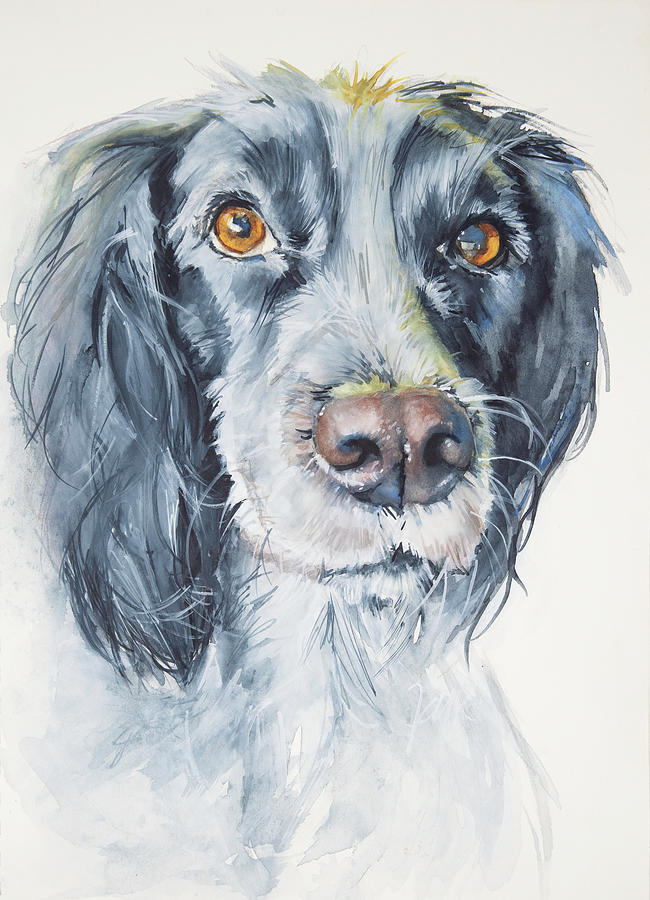 Blue Picardy Spaniel Painting by Jani Freimann