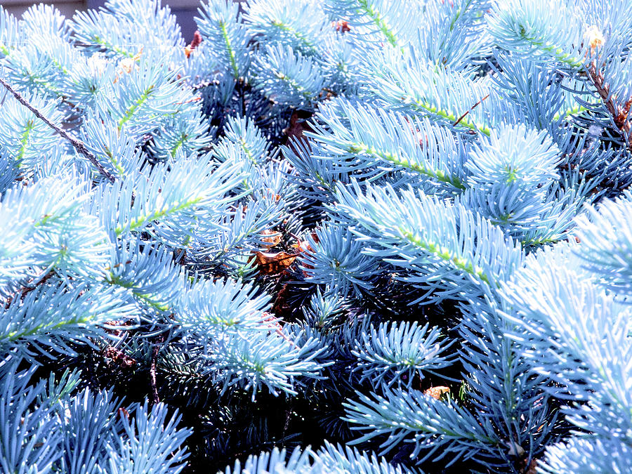 Blue Pine Needles Photograph by David Desautel