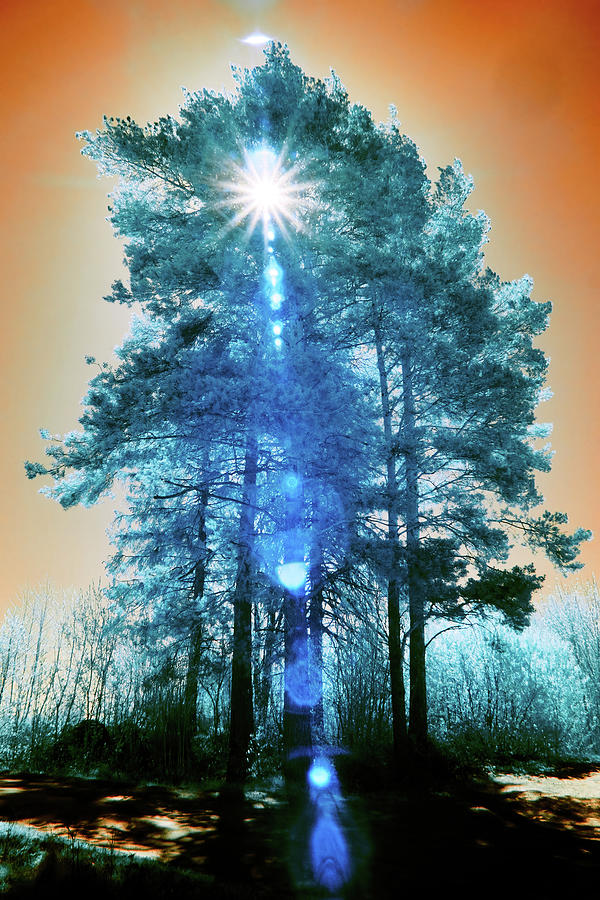 Blue pines. Infrared photography Photograph by Jouko Lehto