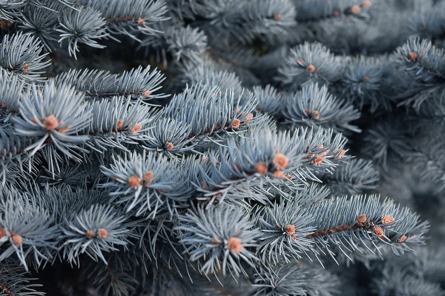 Blue Pines Photograph by Matthew Christie - Fine Art America