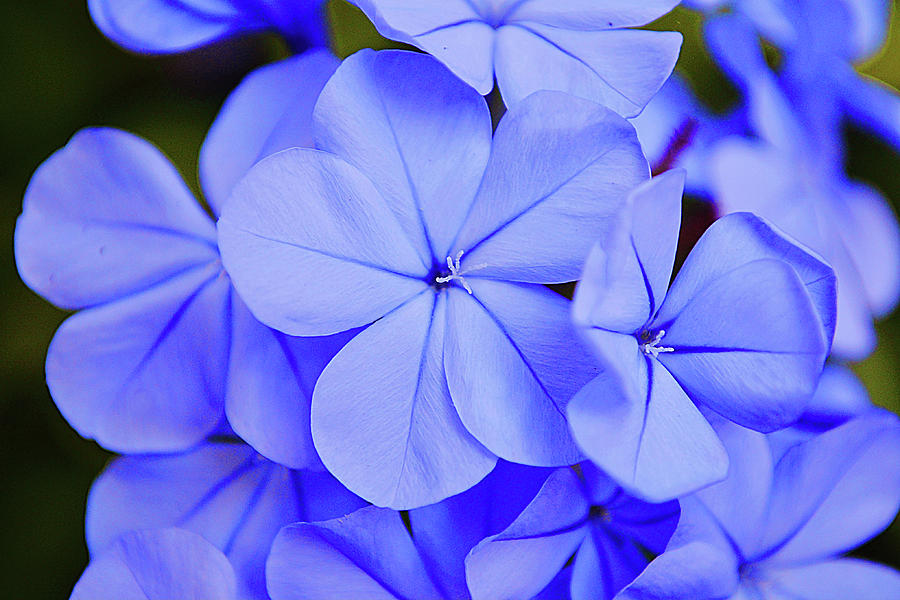 Blue Plumbago Flowers Tropical Cool Photograph