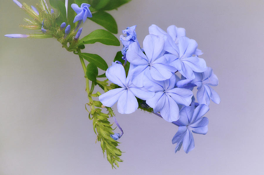 Blue Plumbago Tropical Flowers Close Up Digital Art by Gaby Ethington
