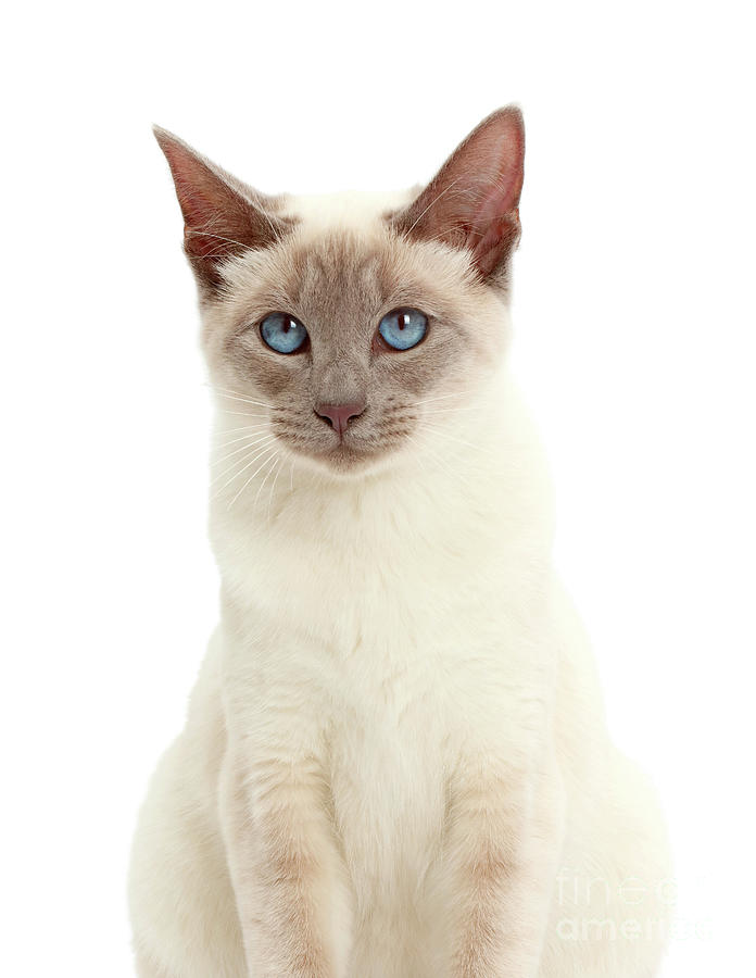 Blue-point Birman-cross cat portrait Photograph by Warren Photographic ...