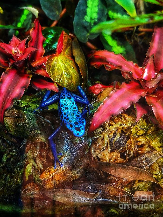 Blue Poison Arrow Frog Photograph by LaDonna McCray