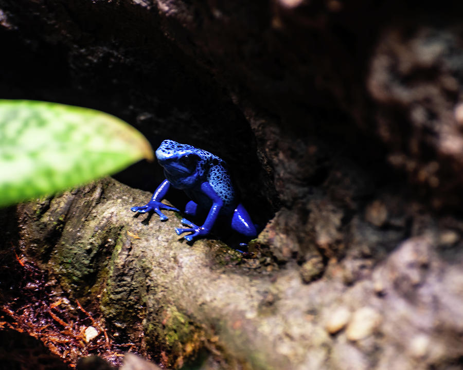 Blue Poison Dart Frog 01 Photograph by Flees Photos