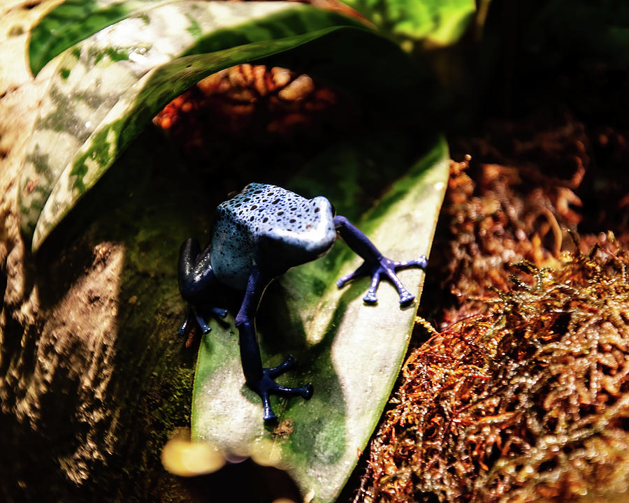 Blue Poison Dart Frog 03 Photograph by Flees Photos