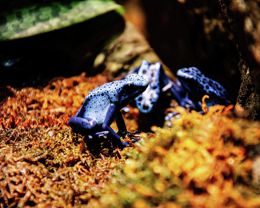 Blue poison dart frog 04 Photograph by Flees Photos