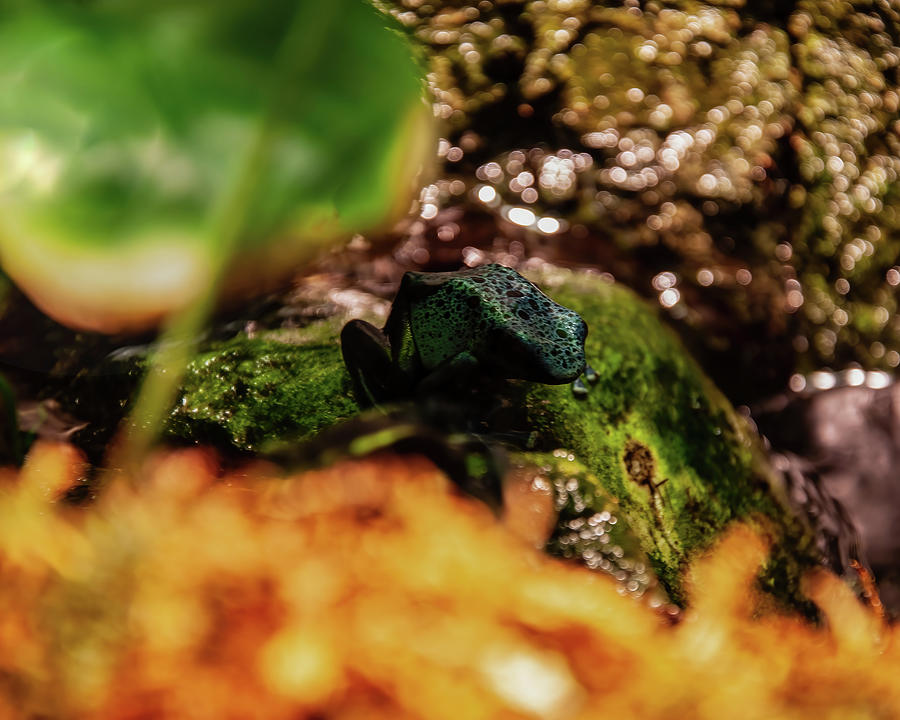 Blue Poison Dart frog 05 Photograph by Flees Photos