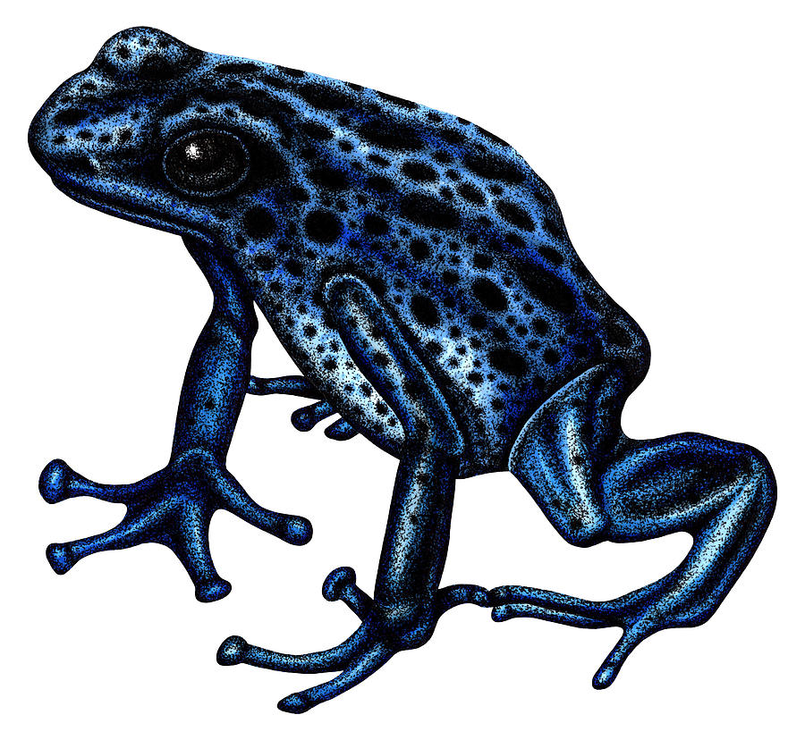 Blue poison dart frog illustration Drawing by Loren Dowding