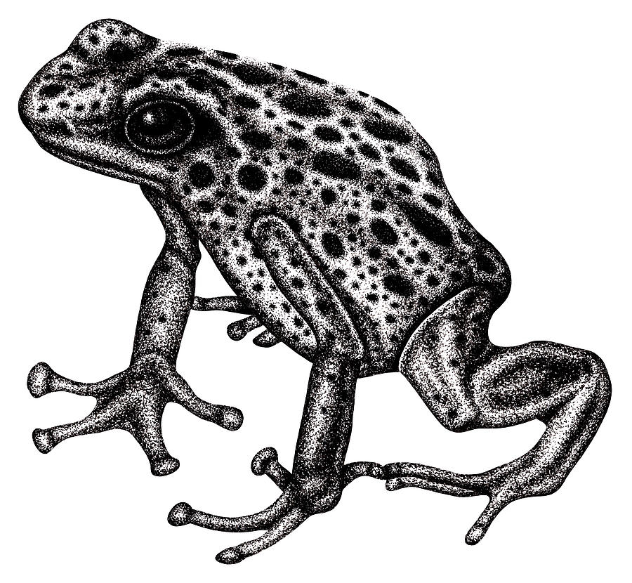 Blue poison dart frog Drawing by Loren Dowding