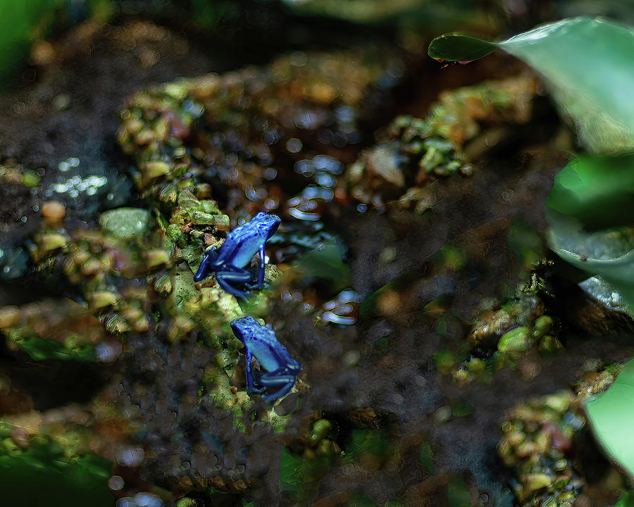 Blue Poison Dart Frogs 02 Photograph by Flees Photos