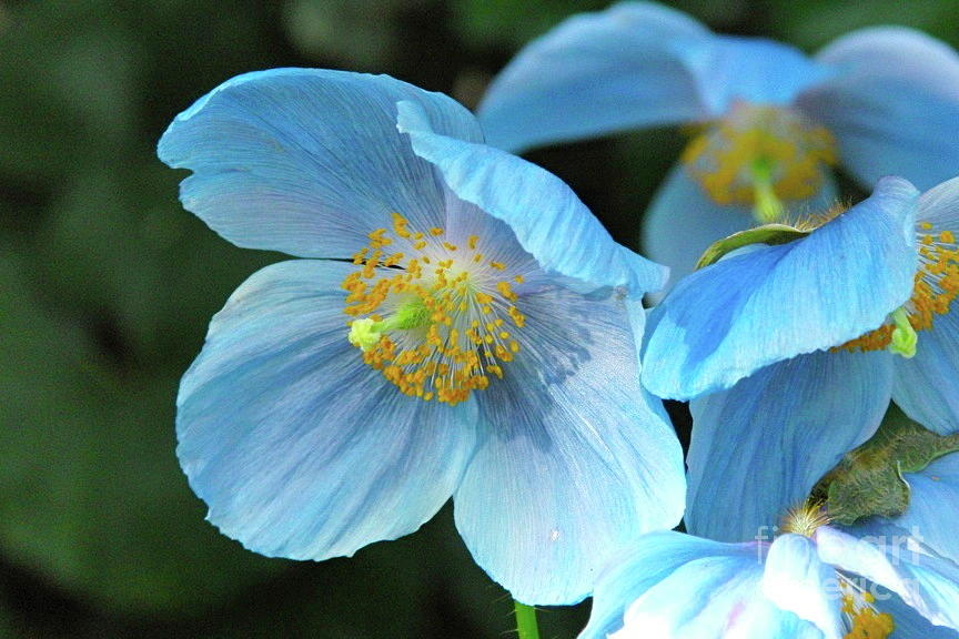 Blue Poppies Photograph by Cynthia Merino | Pixels