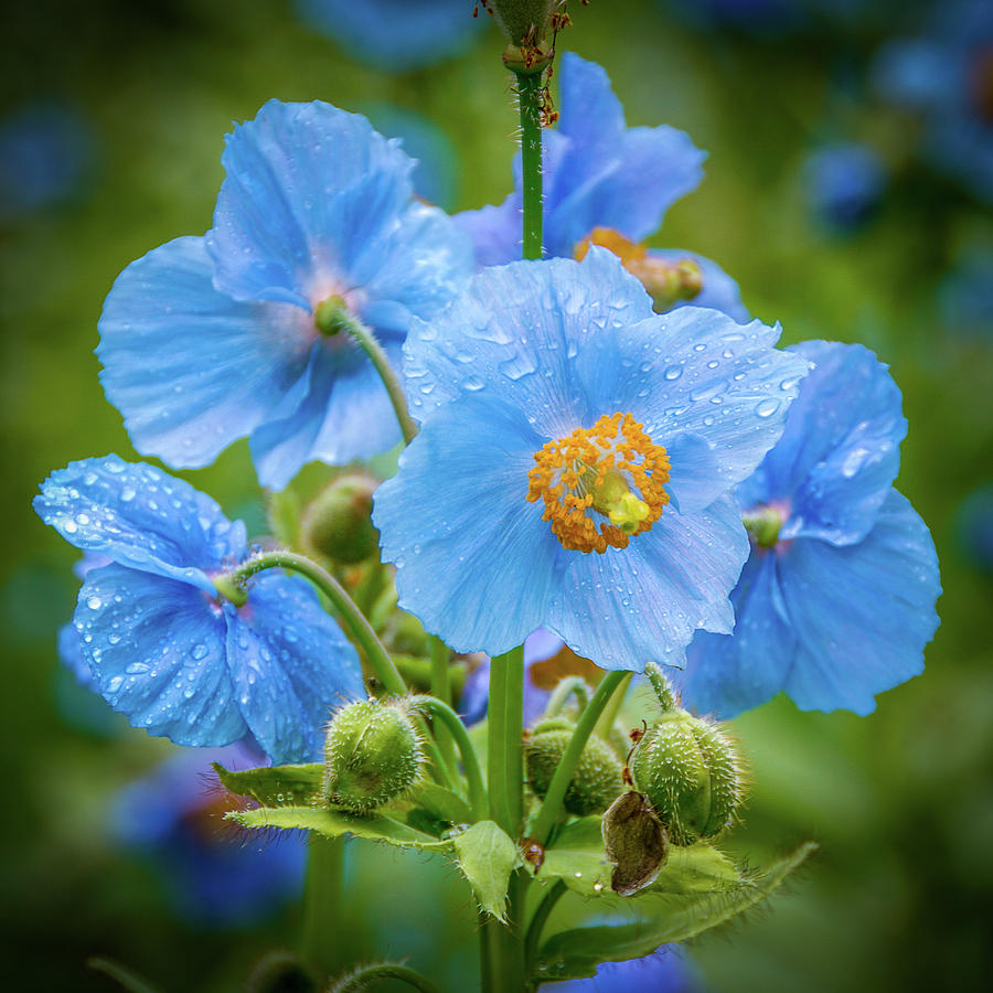 Blue Poppies Photograph by Louise Tanguay