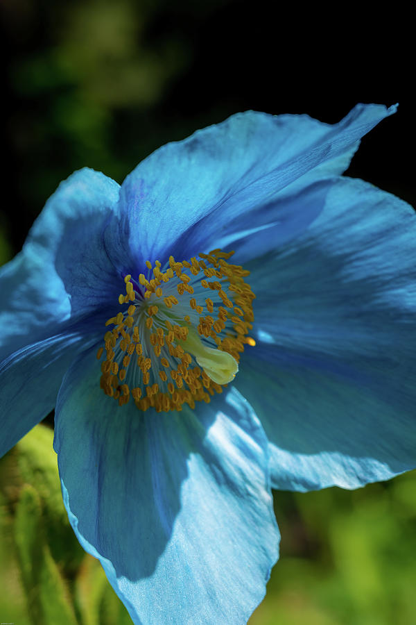 Blue Poppy Photograph