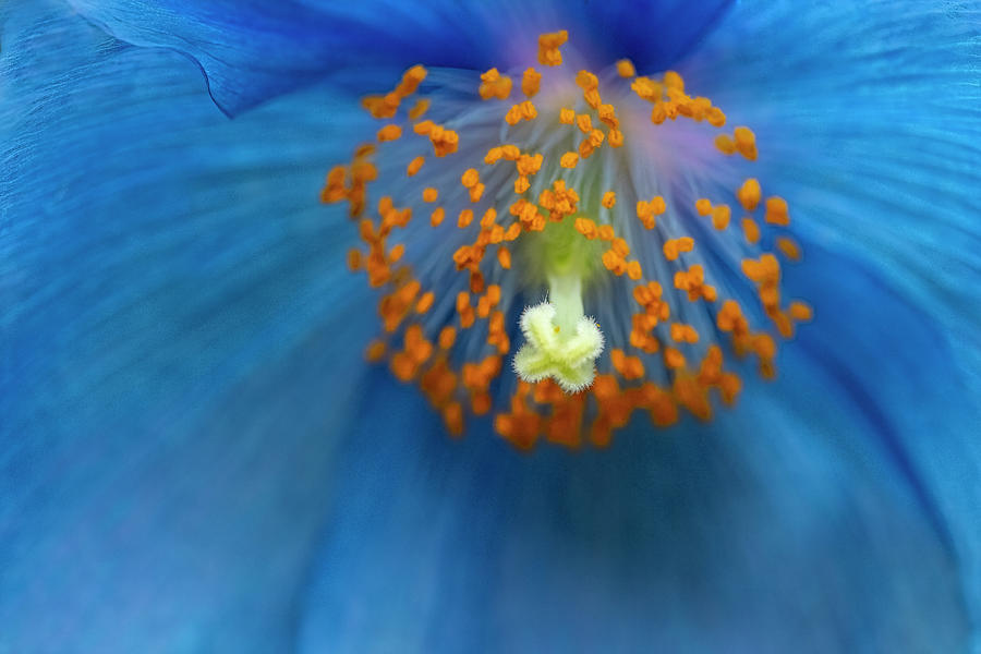 Poppy Photograph - Blue Poppy Center by Susan Candelario
