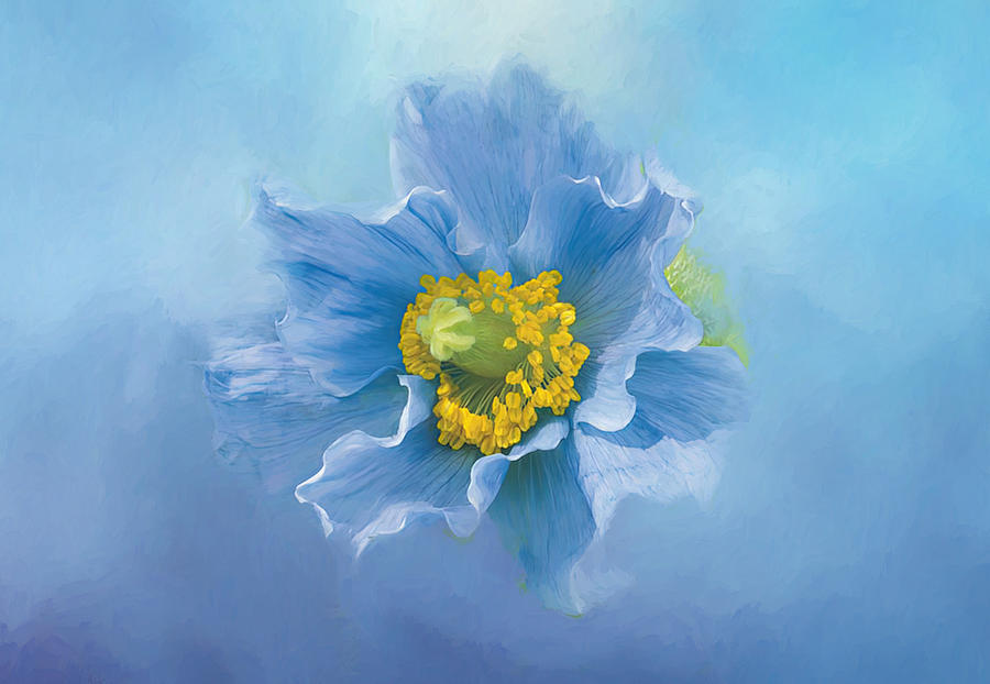 Blue Poppy Dream Digital Art by Terry Davis