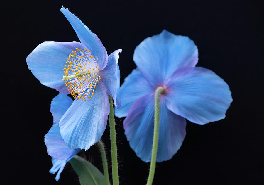 Blue Poppy Photograph by Georgette Grossman