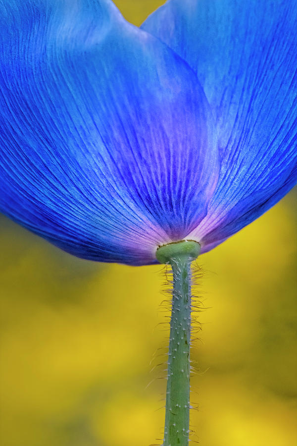 Blue Poppy Glow  Photograph by Susan Candelario