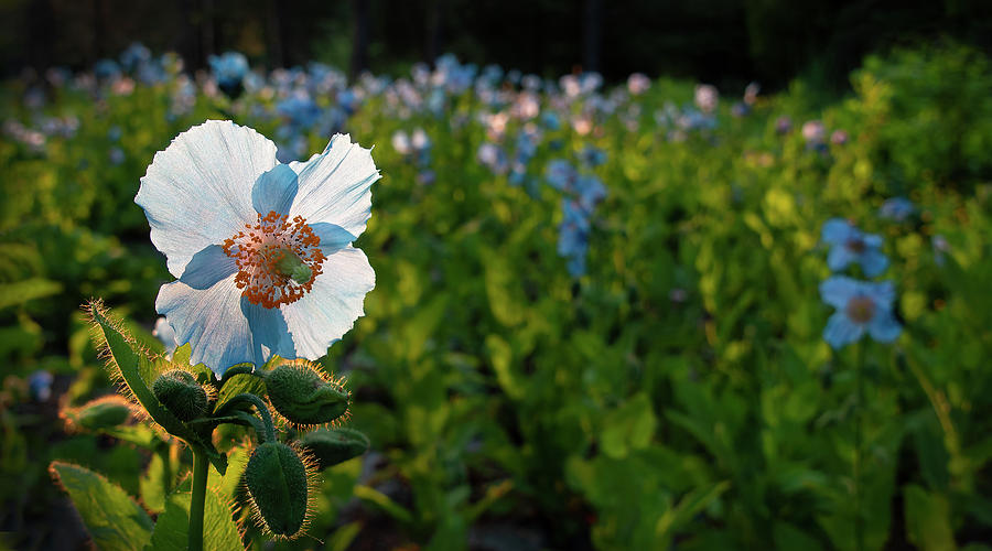 Blue Poppy in Poppy Field Photograph by Louise Tanguay