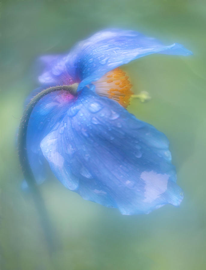 Blue Poppy in the Rain Photograph by Teresa Wilson