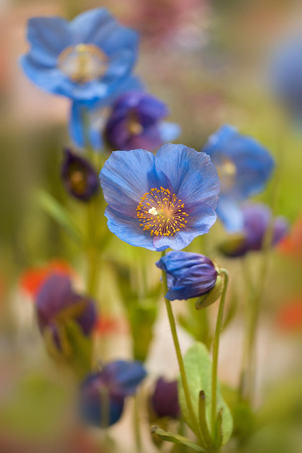 Blue poppy Photograph by Jacky Parker Photography