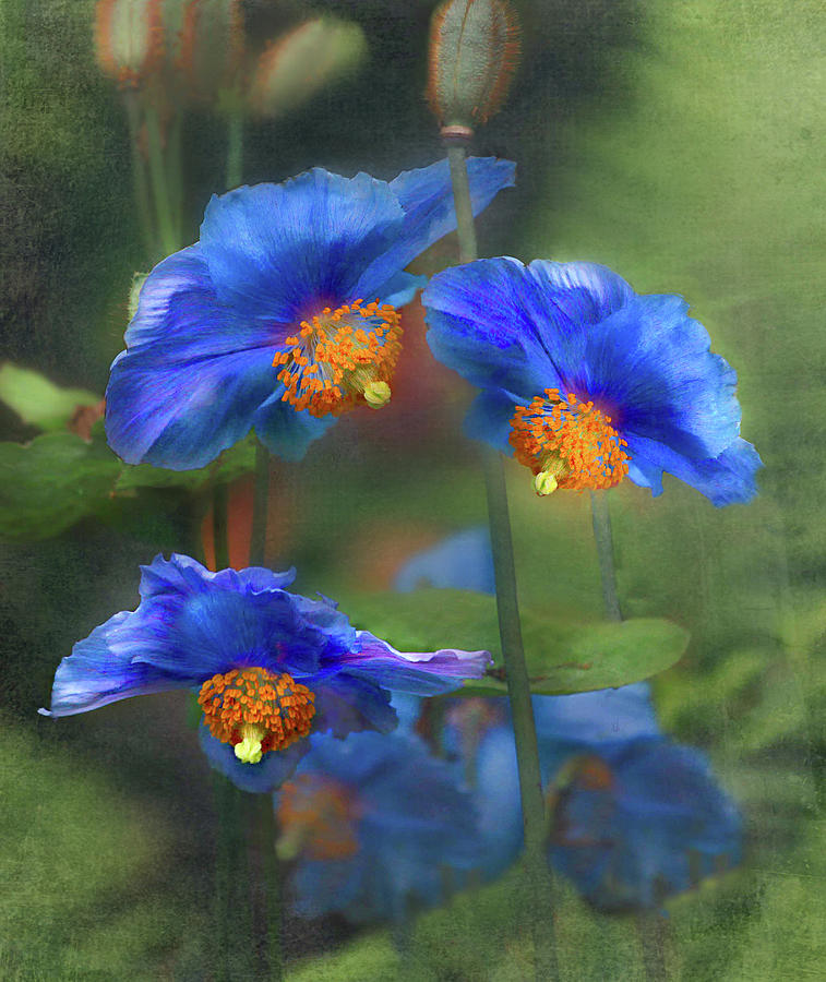 Blue Poppy Photograph by Julie Cortens - Fine Art America