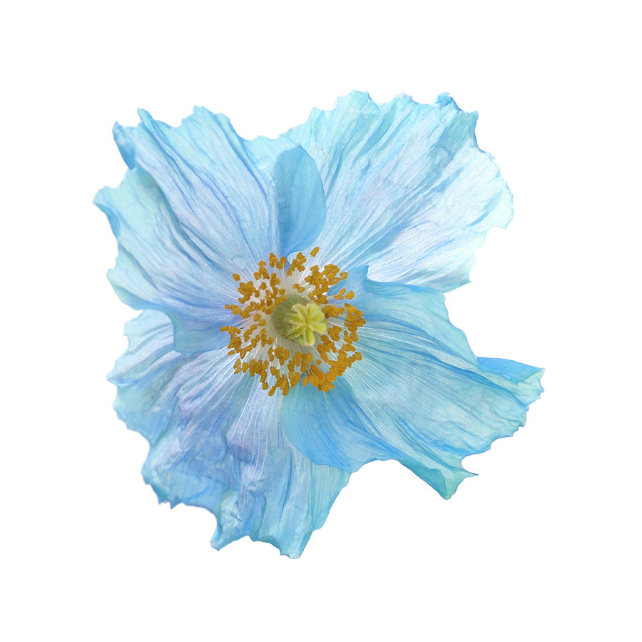 Blue Poppy Photograph by Louise Tanguay