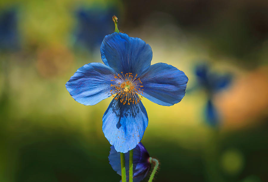 Blue poppy Photograph by Lynn Hopwood