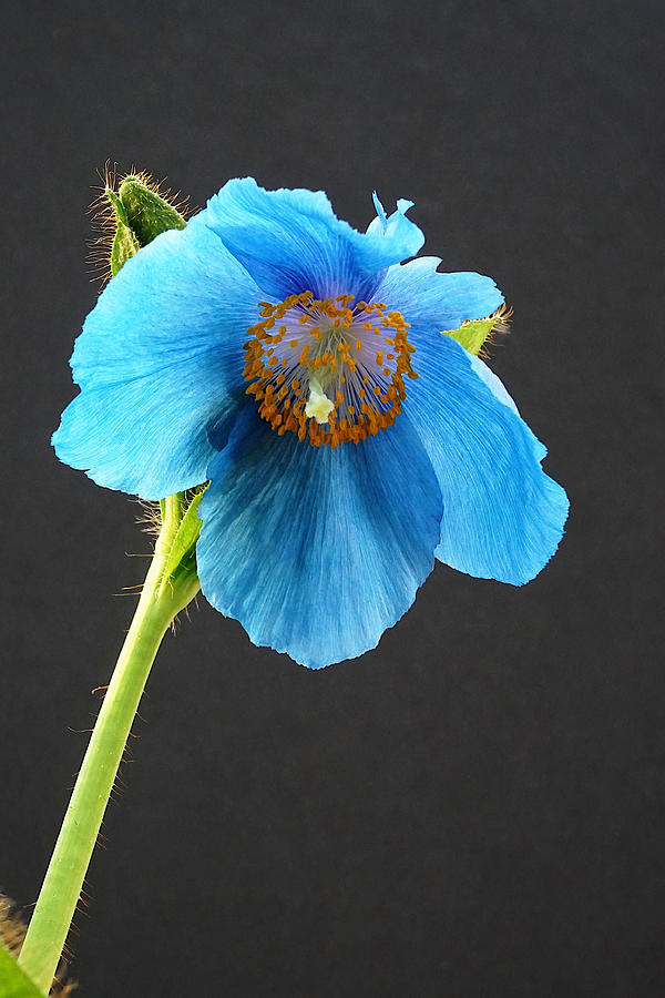 Blue Poppy Photograph by Richard Reeve