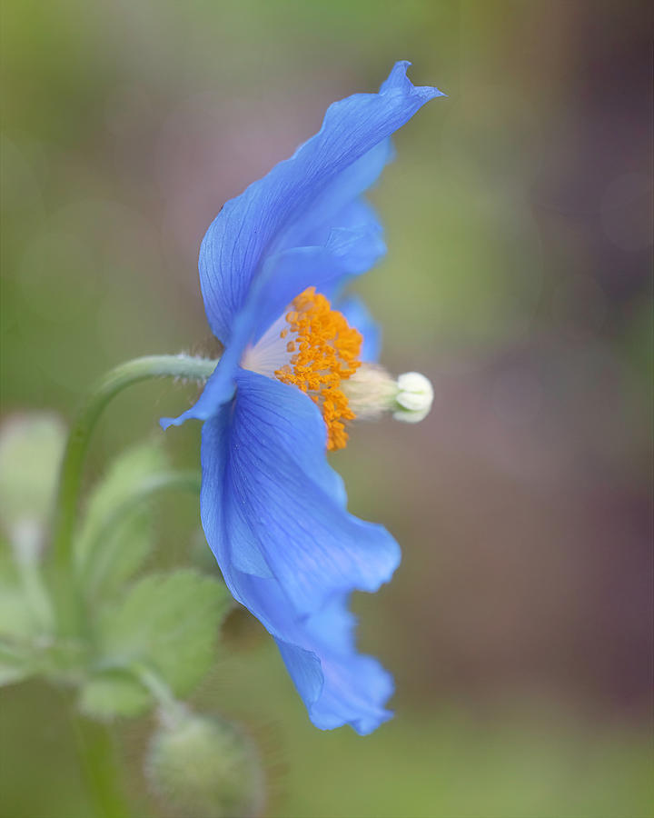 Blue Poppy Side View Photograph by Teresa Wilson