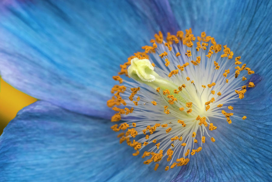 Blue Poppy  Photograph by Susan Candelario
