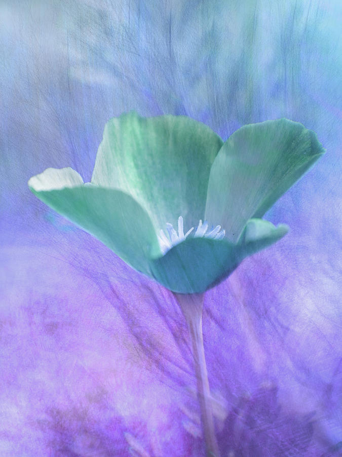Blue Poppy Digital Art by Terry Davis