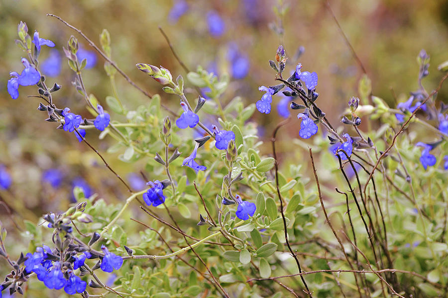 Blue Prairie Salvia Flowers Photograph by Gaby Ethington