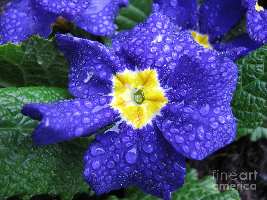 Summer Photograph - Blue Primrose With Raindrops by Kathryn Jones