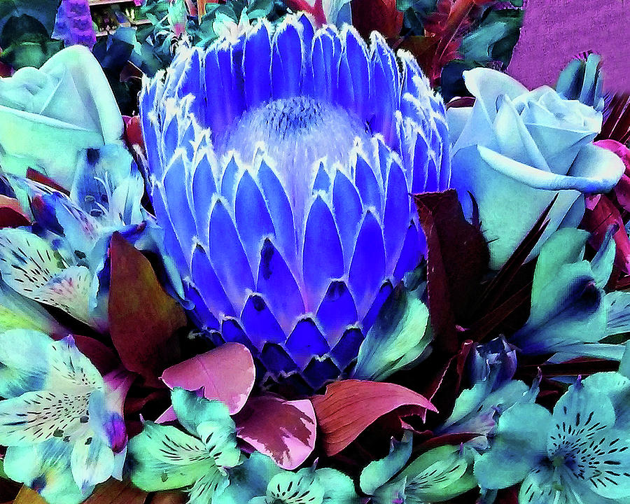 Blue Protea Photograph by Andrew Lawrence
