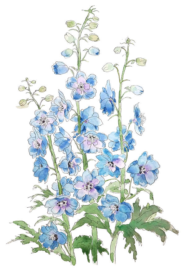 blue purple delphinium ink and watercolor - Blue Purple Delphinium