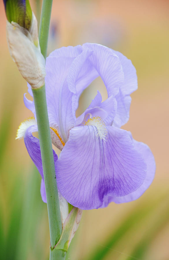 Blue Purple Iris Portrait Photograph by Gaby Ethington