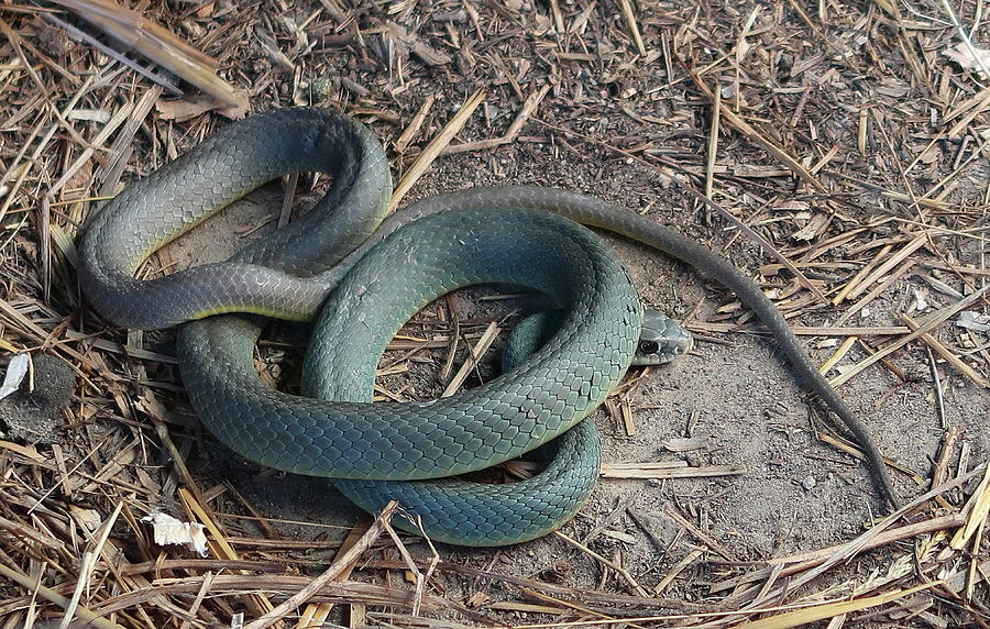Blue Racer Photograph by Katie Keenan