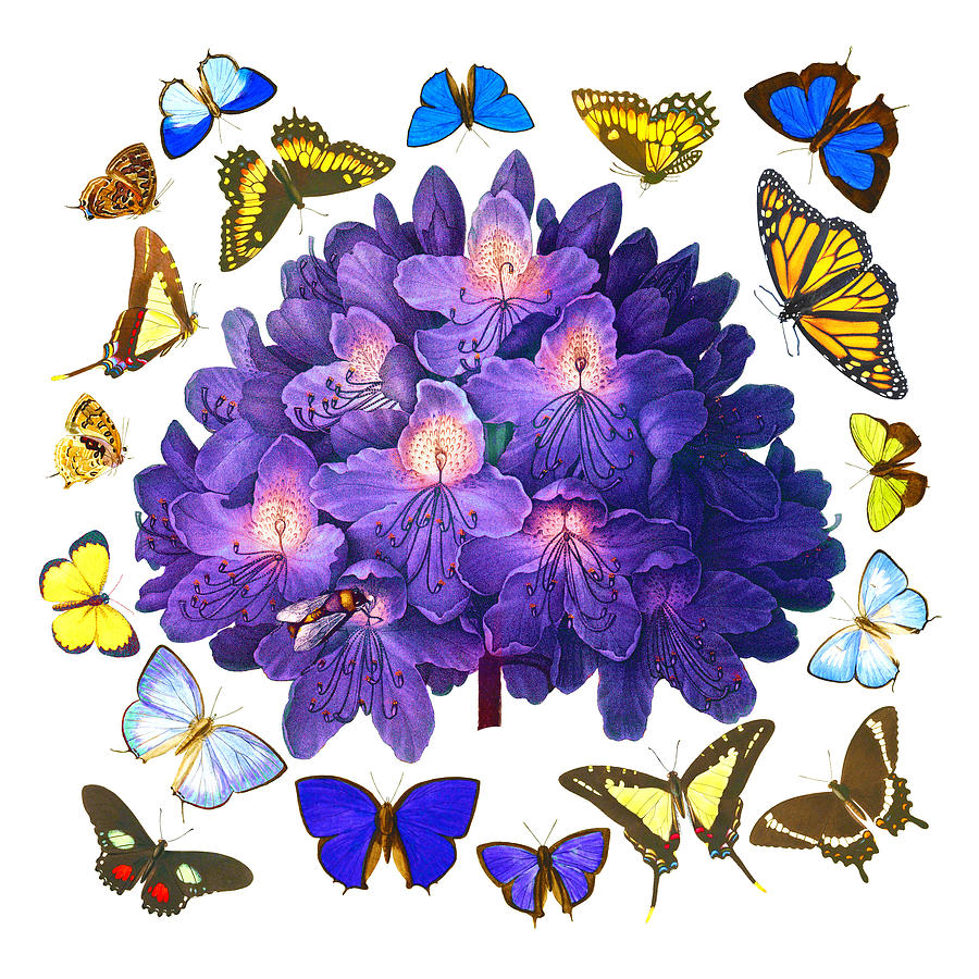 Blue Rhododendron, Antique Copperplate Print with Multi-Colored Butterfly Swarm, Sharp PNG Painting by Kathy Anselmo