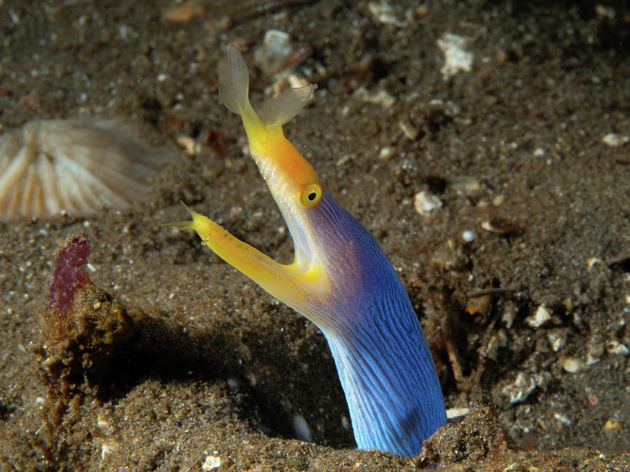 Blue Ribbon Eel Photograph by Brian Weber