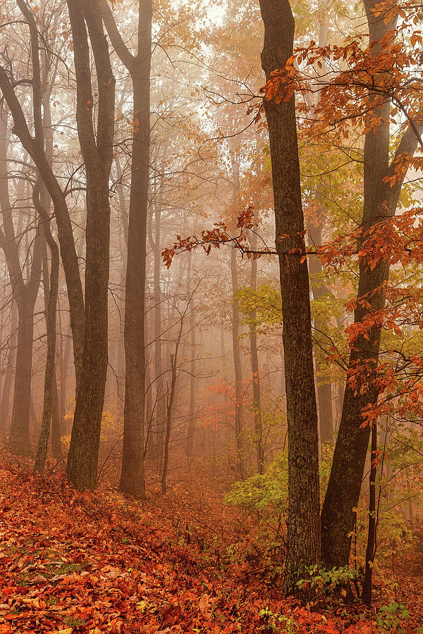 Blue Ridge Autumn Trees in Fog Photograph by Dan Carmichael