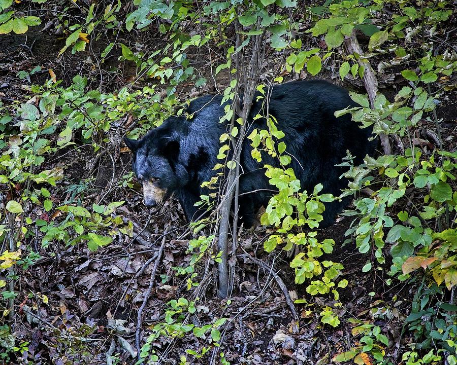 Blue Ridge Black Bear Photograph by Ronald Lutz