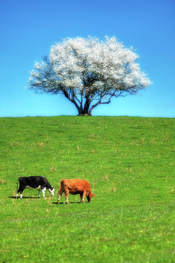Blue Ridge Cows Grazing in Spring Photograph by Dan Carmichael