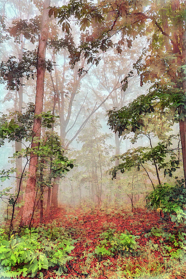 Blue Ridge Foggy Forest Morning fx Digital Art by Dan Carmichael