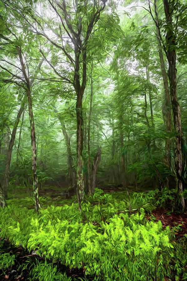 Mountain Photograph - Blue Ridge Glowing Ferns in the Forest ap 0409 by Dan Carmichael